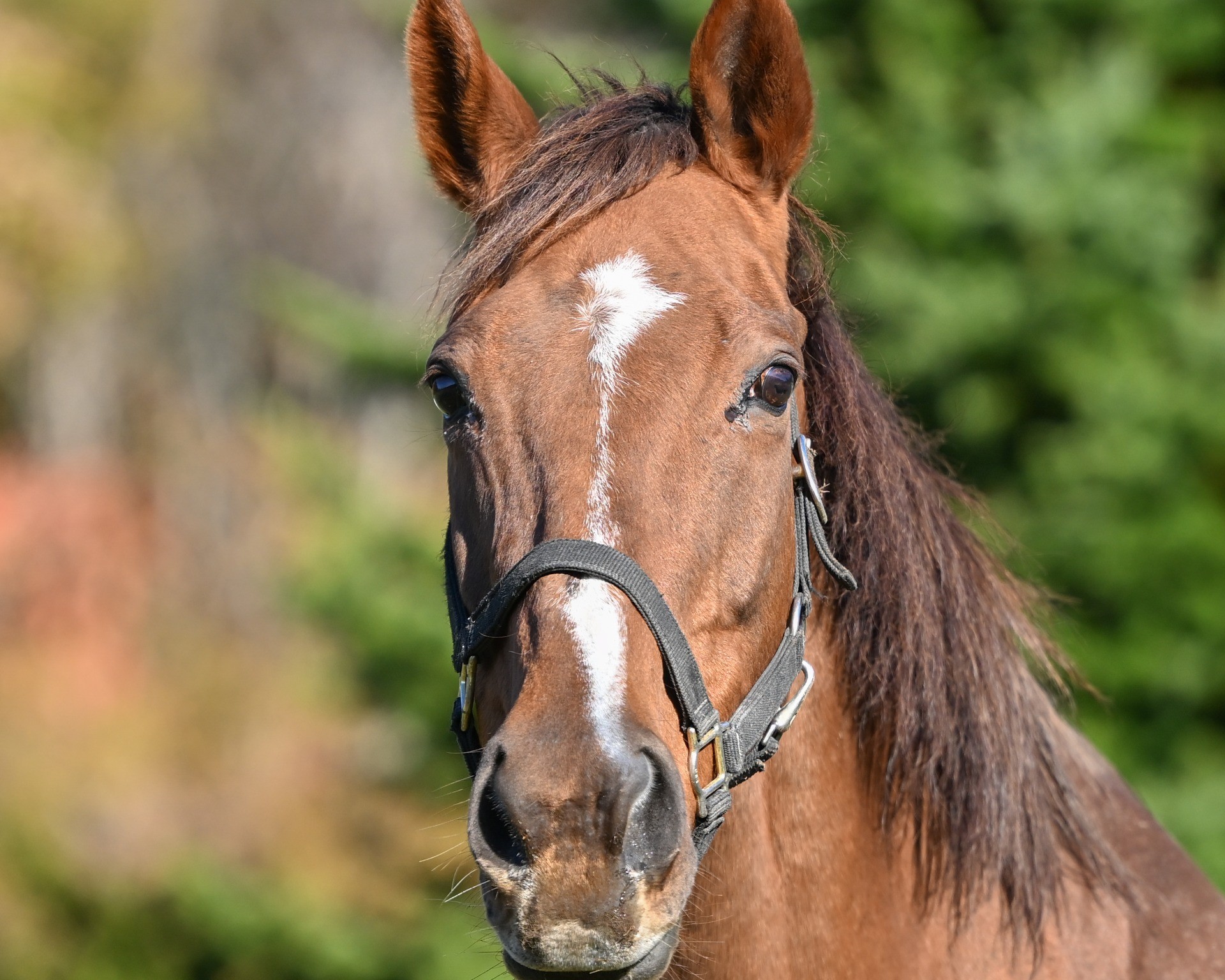 トーホウガイア 　25歳の誕生日おめでとう！