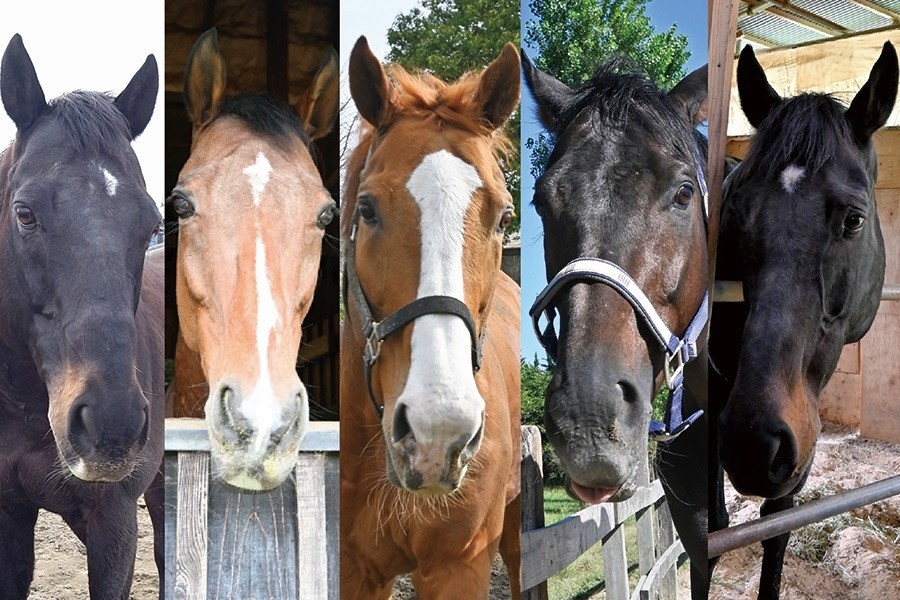 5月31日（日）【会員限定ふれあいイベント】「フォスターホースと過ごす日」開催のお知らせ