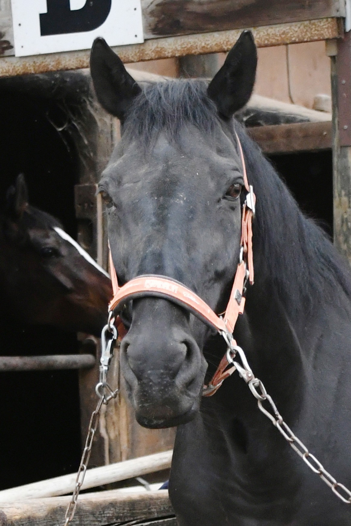 グランシュヴァリエ