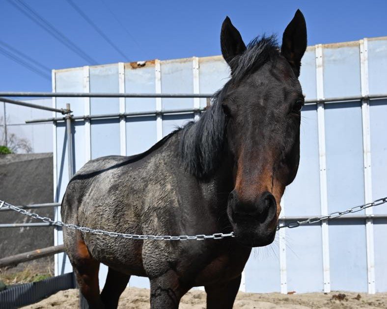 ジンギ　近況のご報告