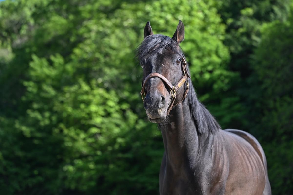 【新FHのお知らせ】リンノレジェンドが「ナイスネイチャ・35歳のバースデードネーション」受け入れ馬に