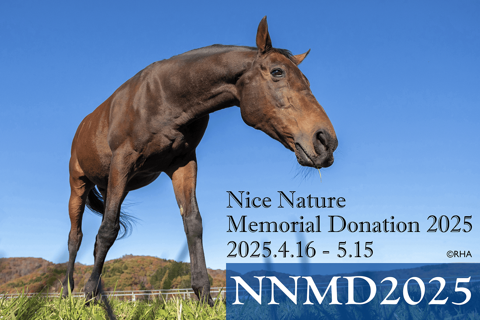 「ナイスネイチャ・メモリアルドネーション 2025」受け入れ馬一覧