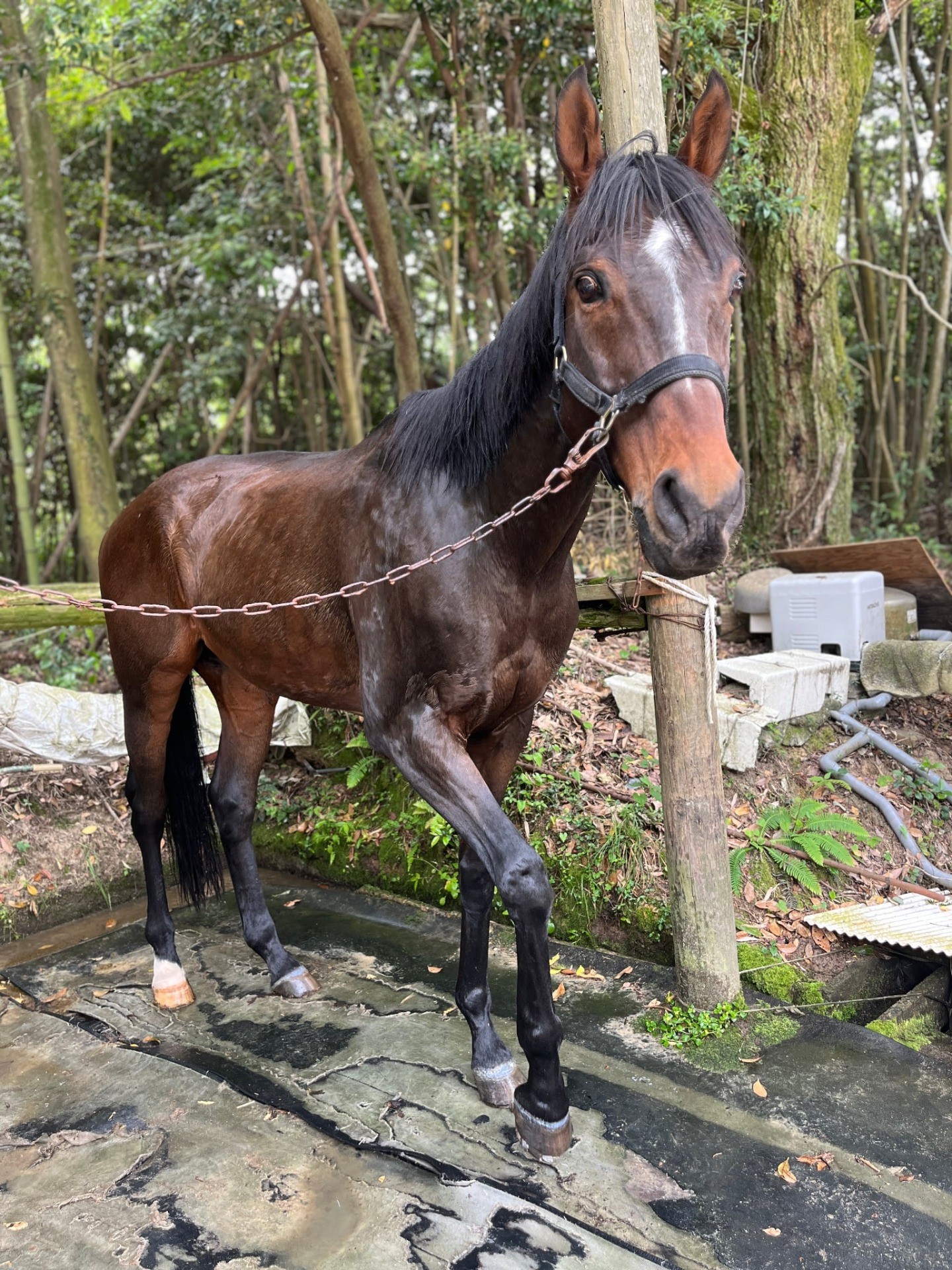 宇部乗馬クラブにて