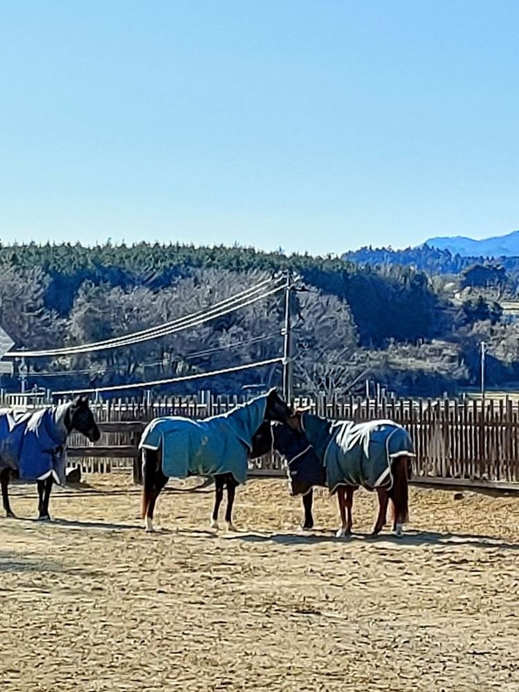 馬着の引っ張り合い