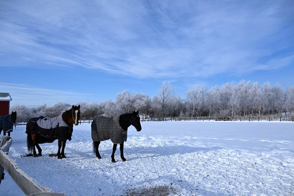 放牧地の奥の樹氷で木が真っ白です