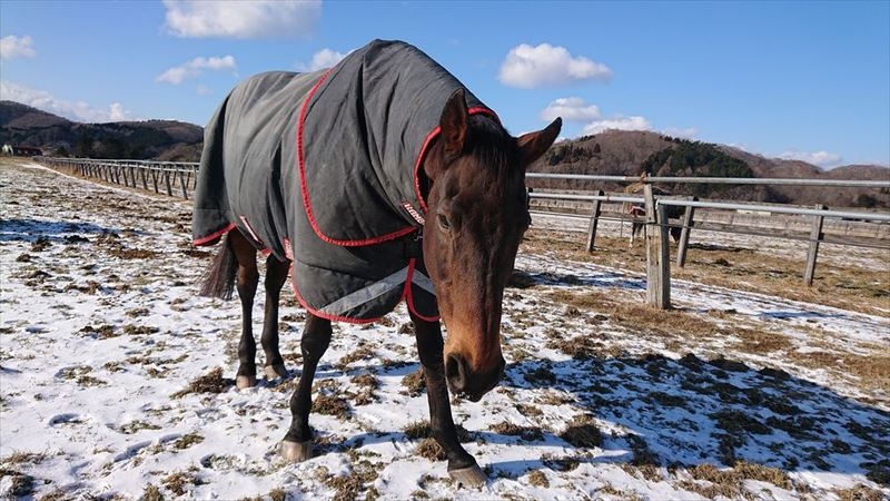 年1月5日 渡辺牧場だより 引退馬協会