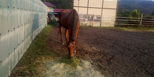 キョウエイボーガン