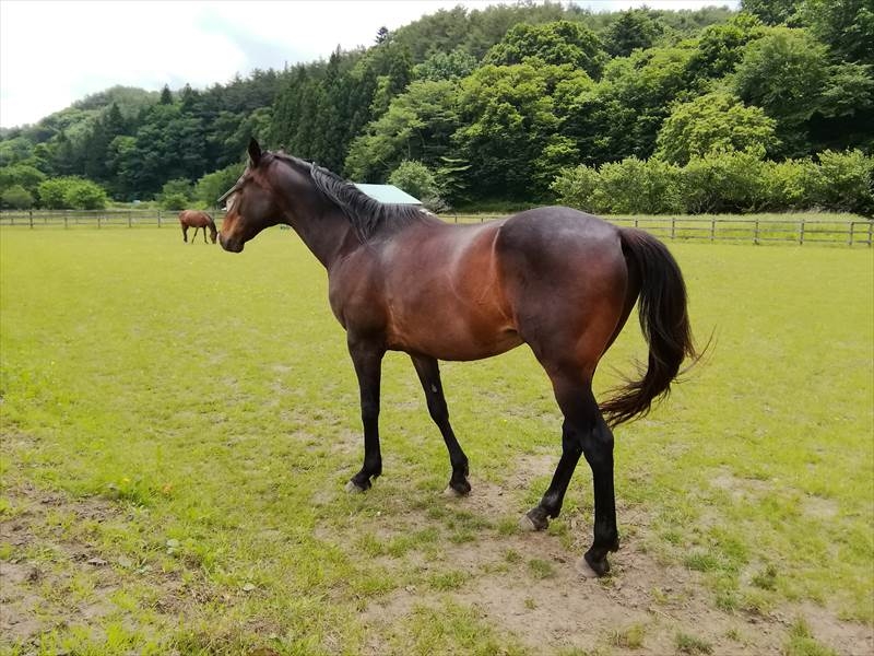 ６月の報告 被災馬だより 引退馬協会