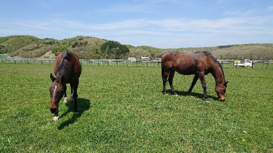 左からメテ、ナイス　5月19日
