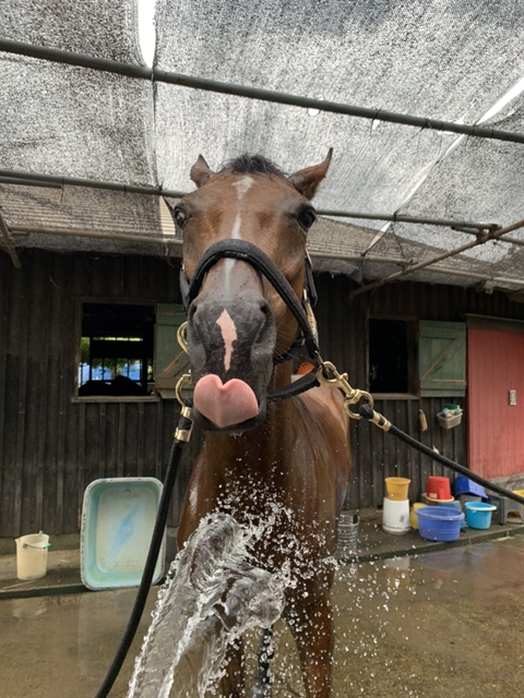 21年6月25日 しらさぎだより 引退馬協会