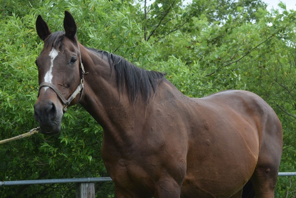 「ナイスネイチャ・33歳のバースデードネーション」で受け入れ馬として、サマーナイトシティ号の受け入れが決定しました。