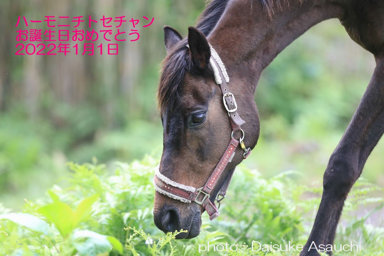 ハーモニィチトセチャン、お誕生日おめでとう！