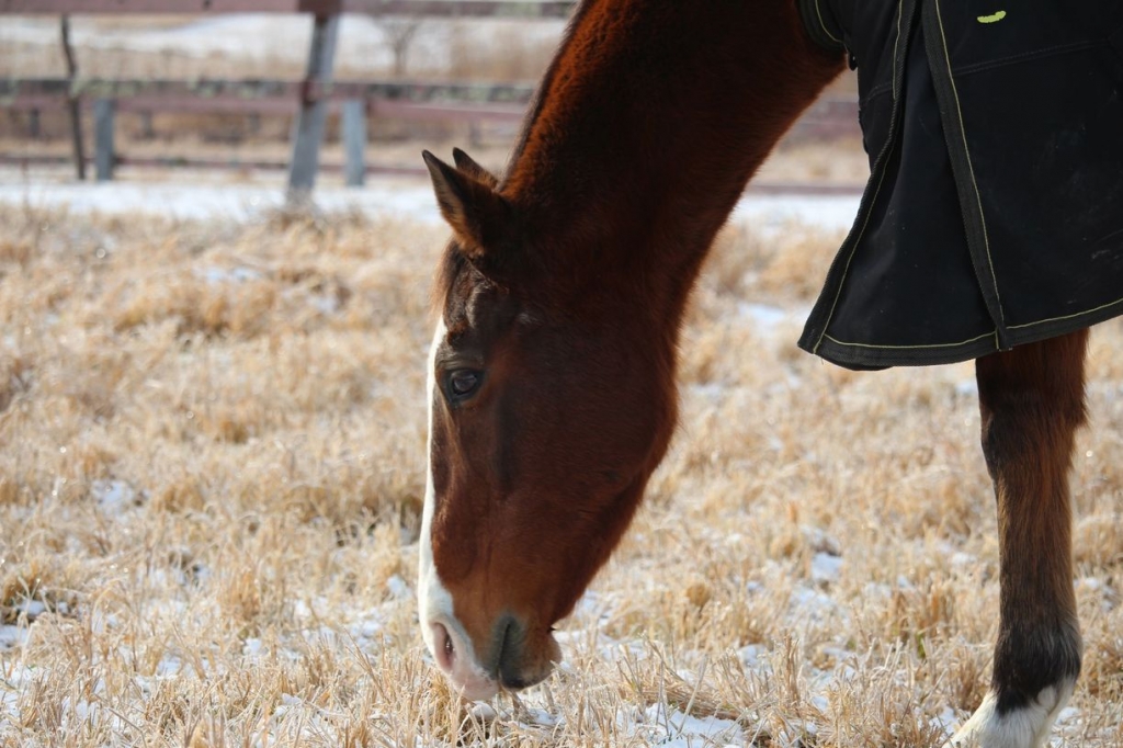 22年1月13日 ドトウ シャトルだより 引退馬協会