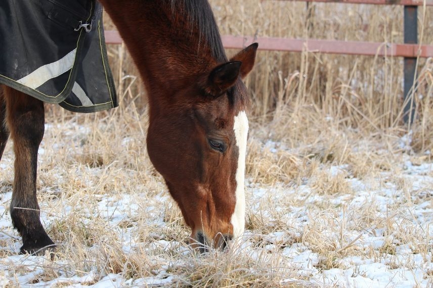 22年1月13日 ドトウ シャトルだより 引退馬協会