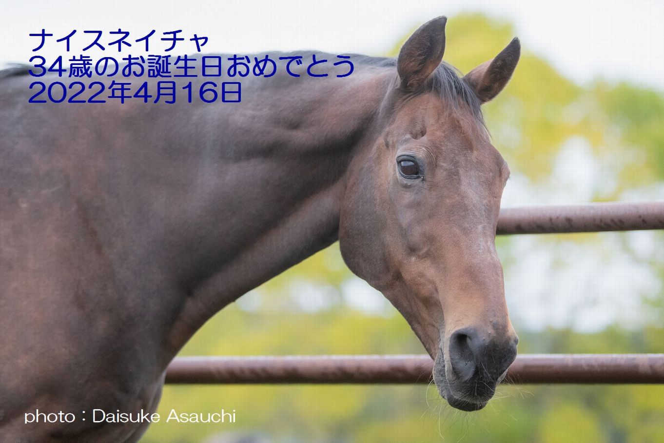 お誕生日おめでとう！！ナイスネイチャ