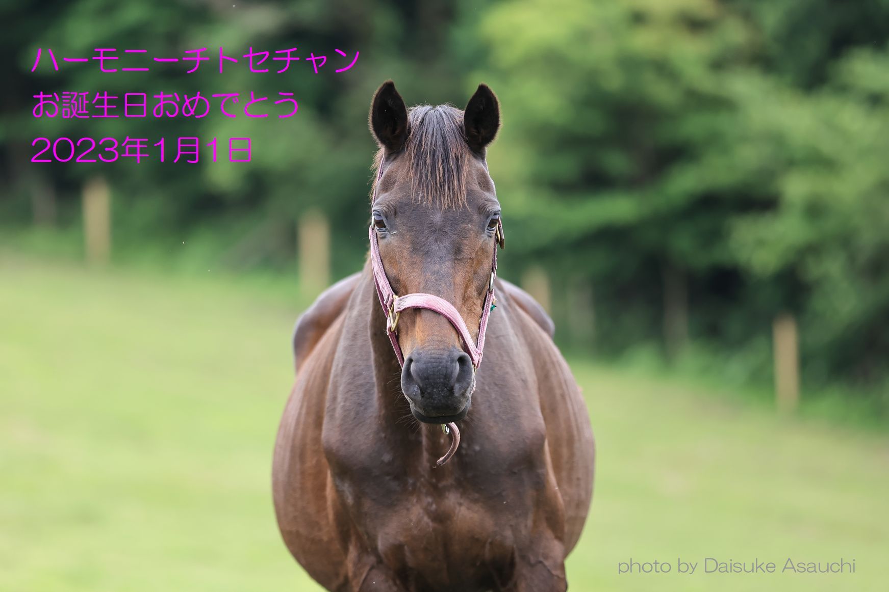 ハーモニィチトセチャン、お誕生日おめでとう！