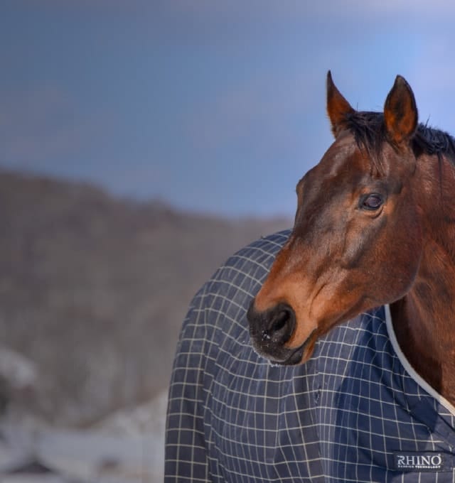 認定NPO法人引退馬協会｜引退した競走馬の余生を支援する