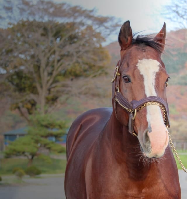 認定NPO法人引退馬協会｜引退した競走馬の余生を支援する