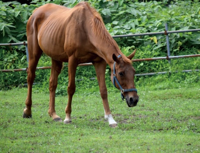 引退馬の引き取りをお考えのあなたへ 認定npo法人引退馬協会