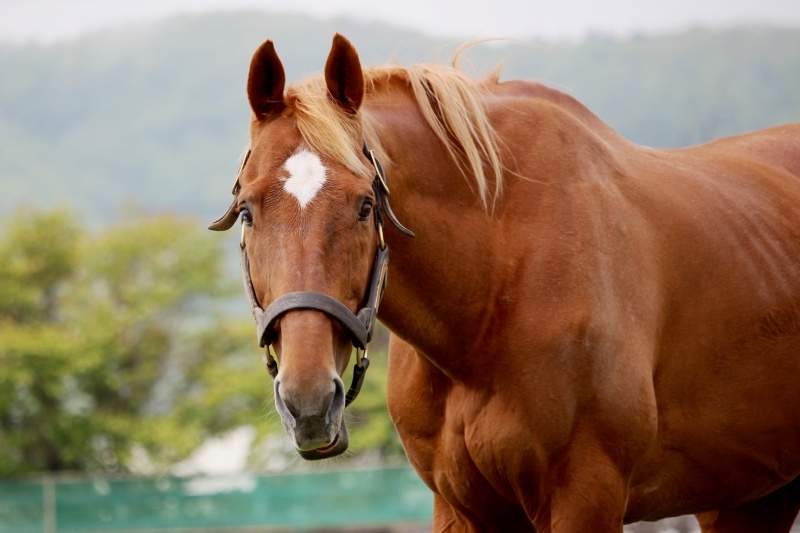 タイキシャトル 認定npo法人引退馬協会