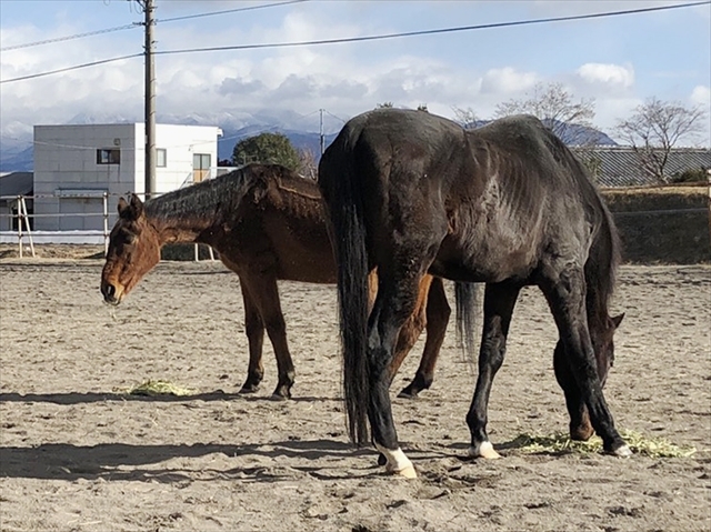 キョウエイボーガン近況報告
