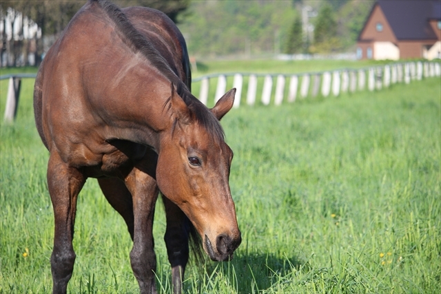 ご寄付は引退競走馬の再調教の費用に