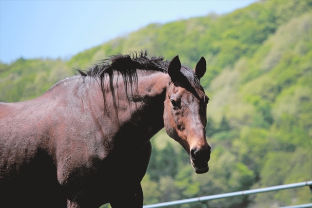 引退馬の最終ステージを支える繋養施設の情報を公開しました
